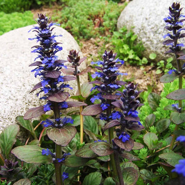 Blue Ajuga reptans plant seeds for planting in home gardens and shaded borders.