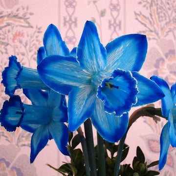 Blue Amaryllis Lily flower seeds for planting in home gardens and containers.