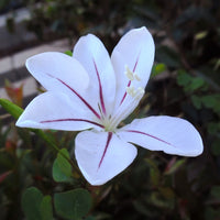 Blue Bauhinia Seeds for Planting