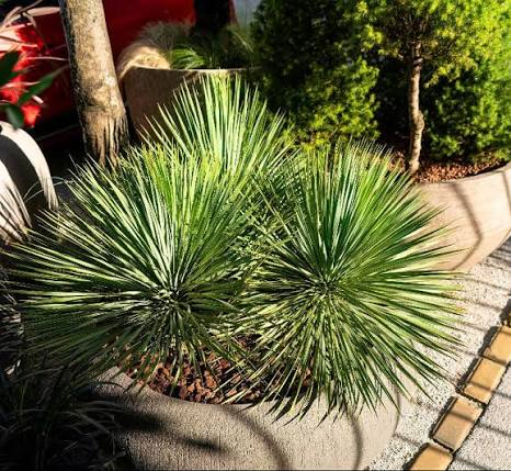 Ornamental Yucca Rostrata plant with symmetrical foliage in outdoor garden