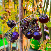 Blue Beauty Tomato seeds for planting in home gardens and raised beds.