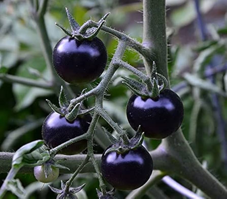 Blue Beauty Tomato vegetable seeds for patio planters and outdoor garden growing.