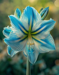 Blue Belladonna Lily seeds suitable for flower beds and raised garden borders.