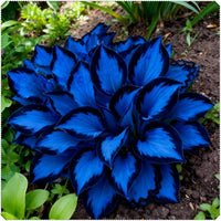 Blue Black Hosta bulb for shade garden planting.