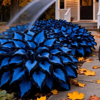 Broad foliage Blue Black Hosta for outdoor landscape gardens.