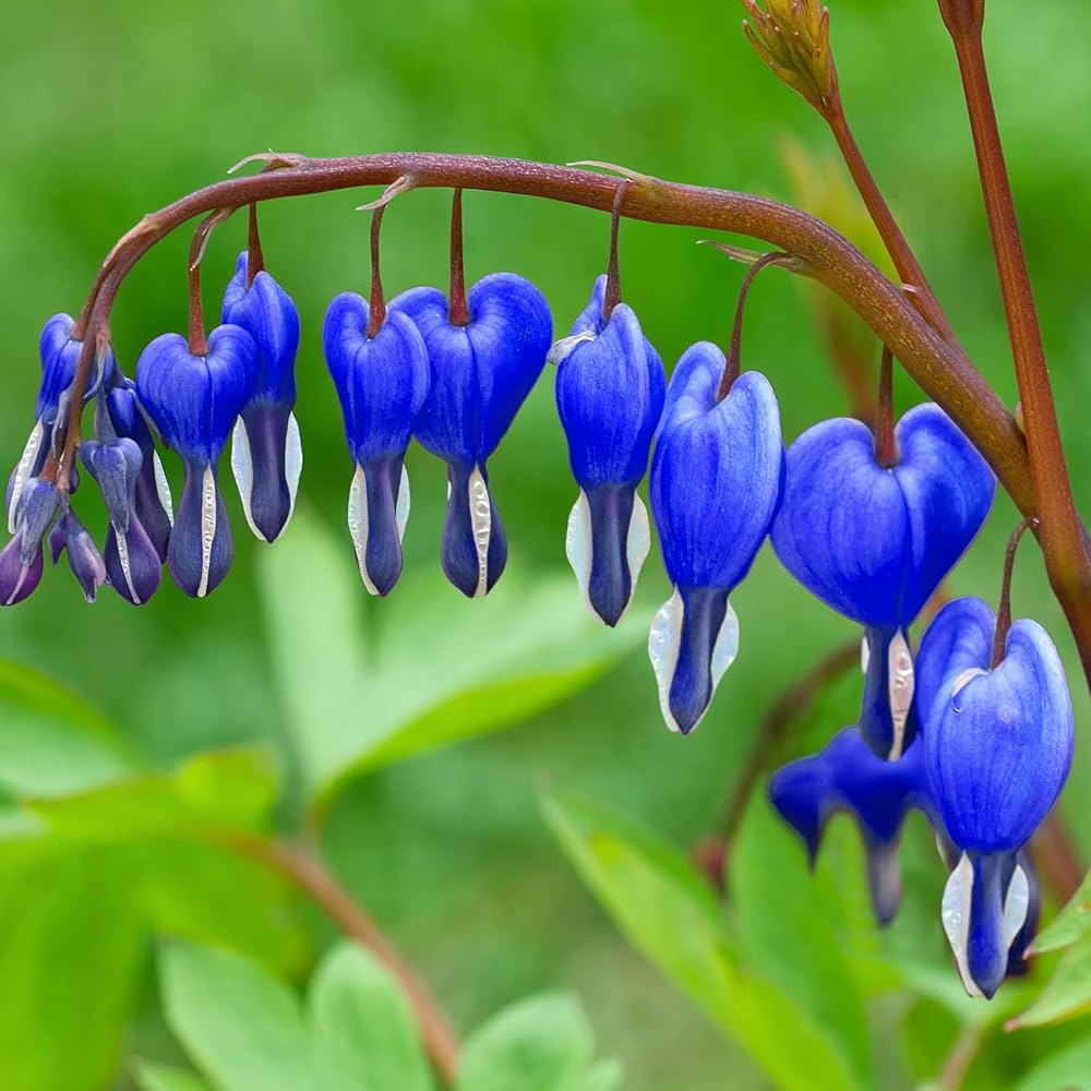 Blue Bleeding Heart flower seeds for planting in shade gardens and containers.