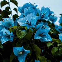 Blue Bougainvillea climbing flower seeds suitable for trellises, pergolas, and containers.