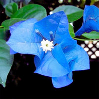 Blue Bougainvillea climbing flower seeds for trellises and pergolas.