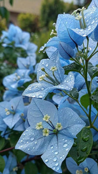 Blue Bougainvillea flower seeds for planting in home gardens and patios.