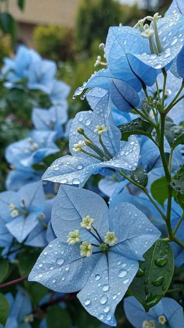 Blue Bougainvillea flower seeds for planting in home gardens and patios.