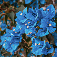 Blue Bougainvillea spectabilis seeds for planting in home gardens.