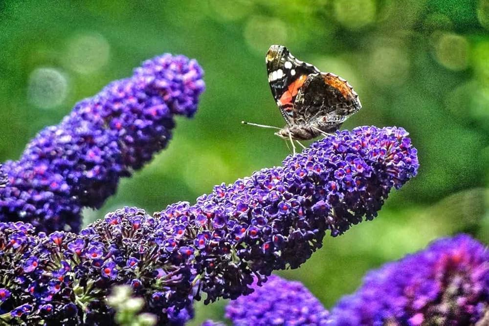 Blue Buddleja seeds for borders, beds, and hedges
