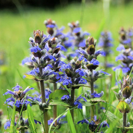 Blue Bugleweed seeds for ornamental ground cover and landscape planting.