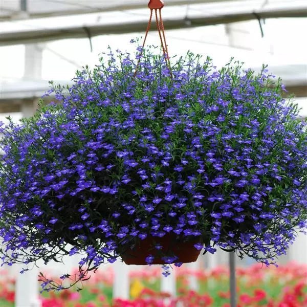 Blue Cascade Lobelia seeds for colorful annual flower gardens.