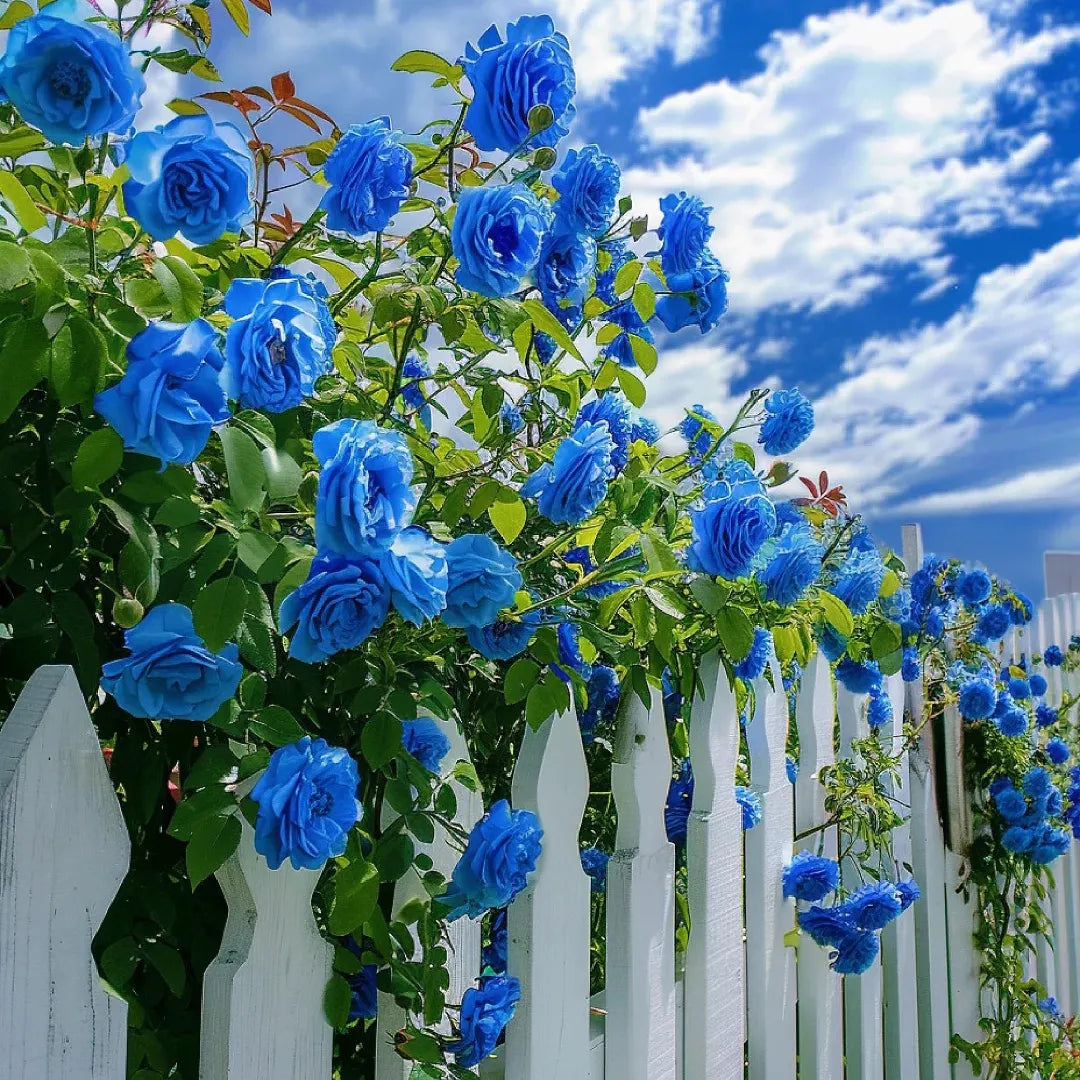 Blue Climbing Rose flower seeds for planting in home gardens and trellises.