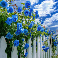 Blue Climbing Rose flower seeds for planting in home gardens and trellises.