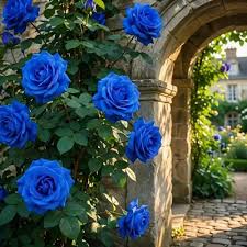 Heirloom Blue Climbing Rose flowers growing on a garden arbor with vibrant blooms.