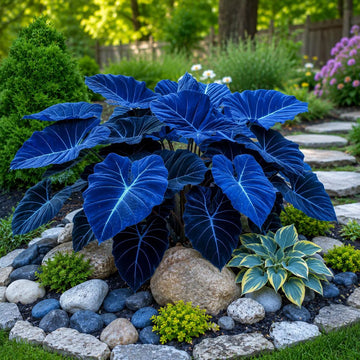 Blue Elephant Ear bulb with large ornamental foliage for garden planting.