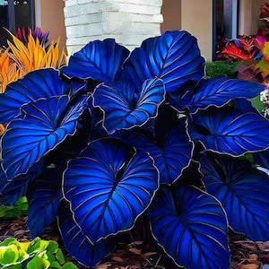 Blue Elephant Ear plant with broad tropical leaves for landscape gardens.