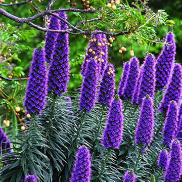 Blue Fastuosum seeds for vibrant garden blooms
