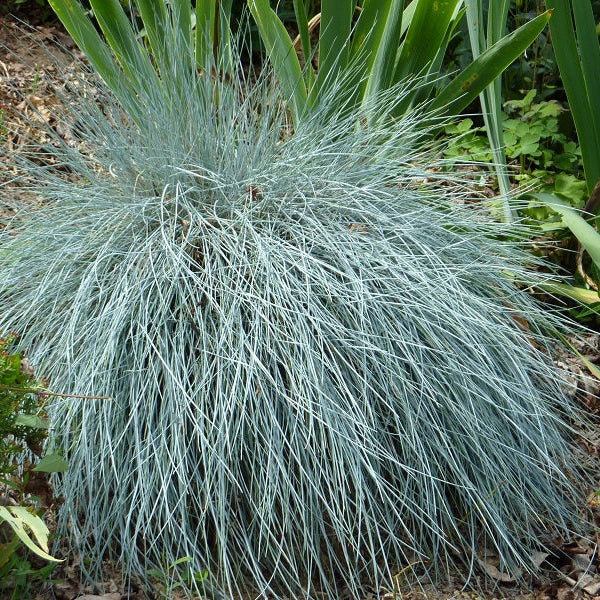 Blue Fescue Grass in Garden Border Landscape