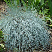 Blue Fescue Grass in Garden Border Landscape