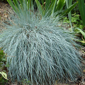 Blue Fescue Grass in Garden Border Landscape