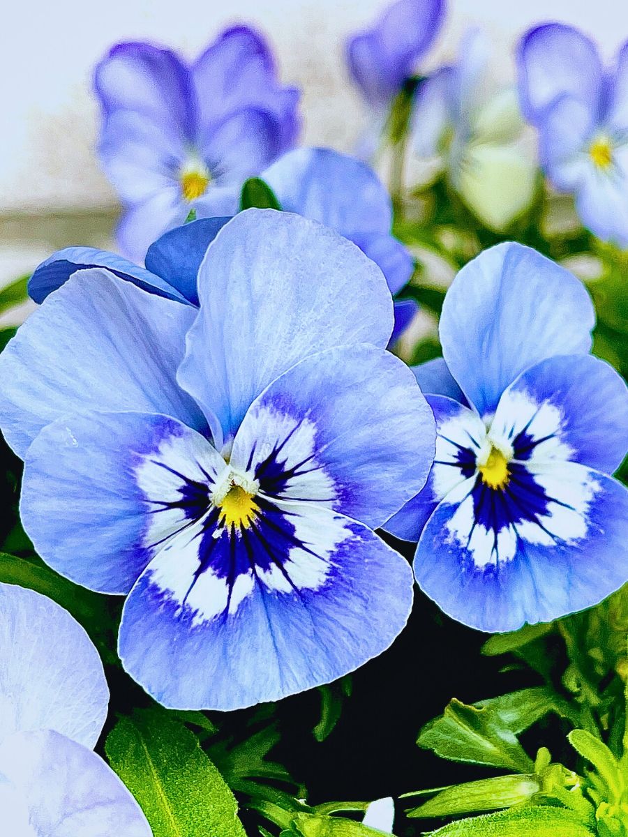 Premier Flower seeds for Planting - Seasonal Bloomer, Heirloom & GMO Free Seeds for Home Garden