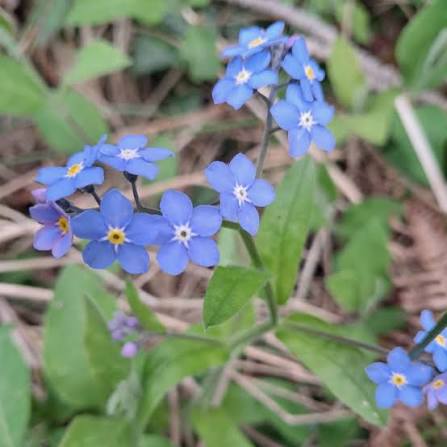 Blue Forget Me Not flowers growing in a colorful meadow garden.