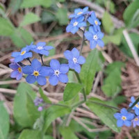 Blue Forget Me Not flowers growing in a colorful meadow garden.
