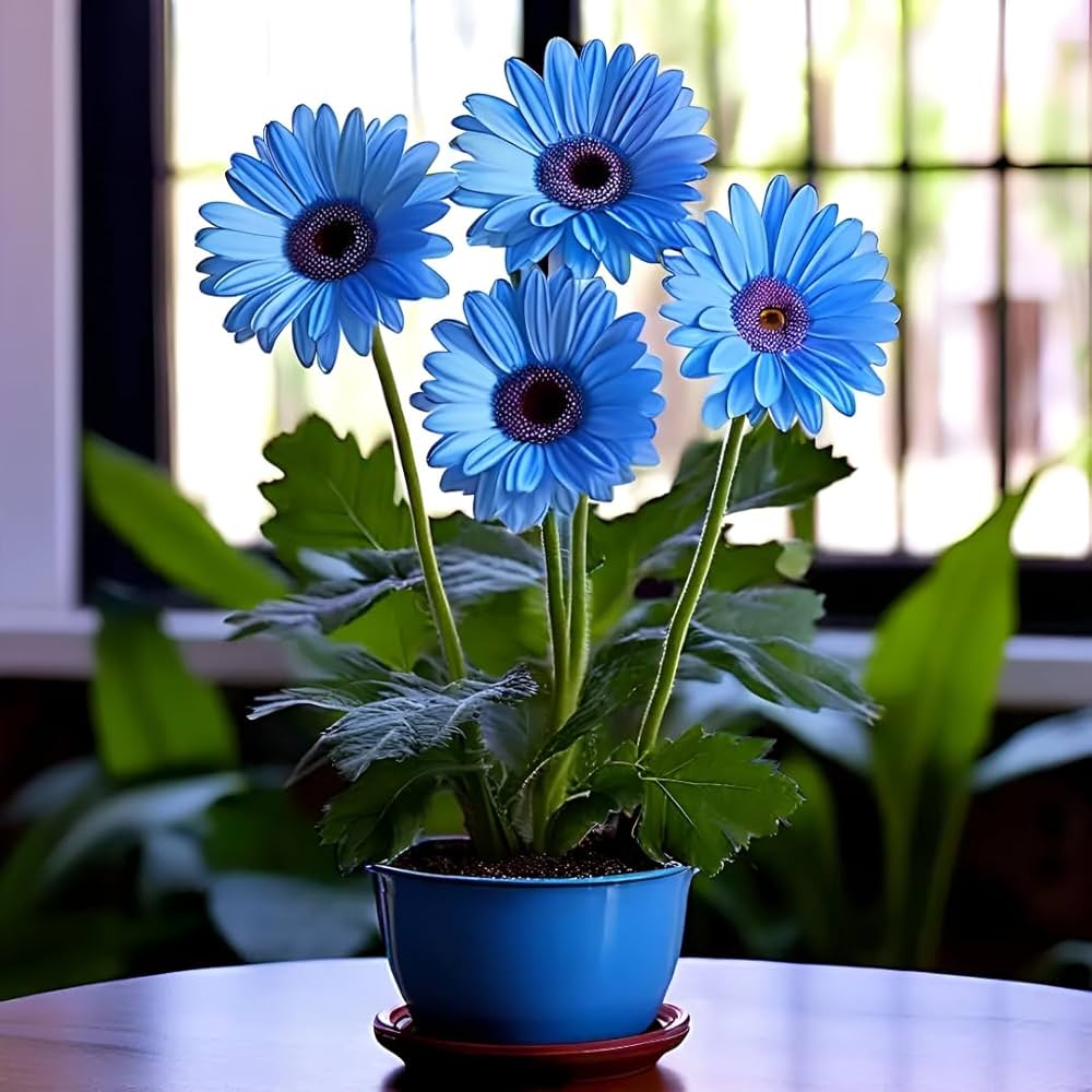 Blue Gerbera Daisy flower seeds for planting in home gardens and containers.