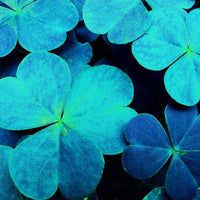 Close-up of blue-green clover foliage growing in an outdoor landscape