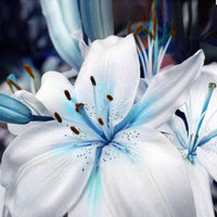 Blue Heart Lily seeds for planting in home gardens and containers.