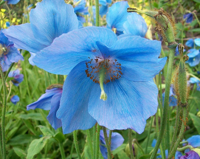 Blue Himalayan poppy flowers growing in a shaded ornamental garden.