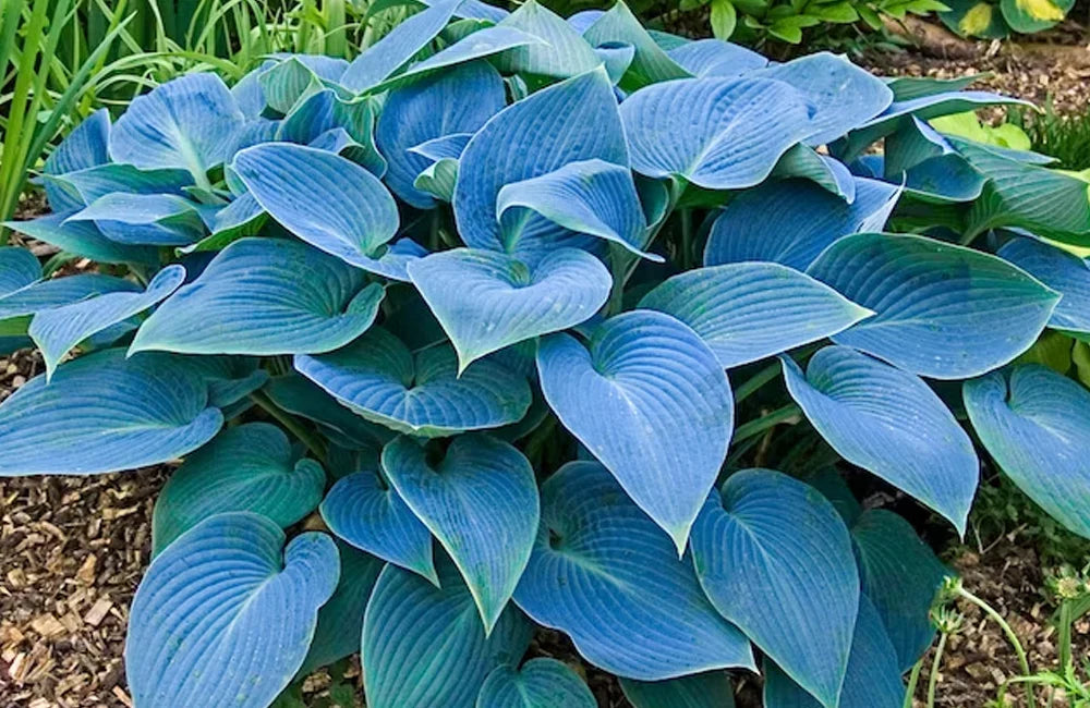Blue Hosta plant seeds for planting in shade gardens and borders.