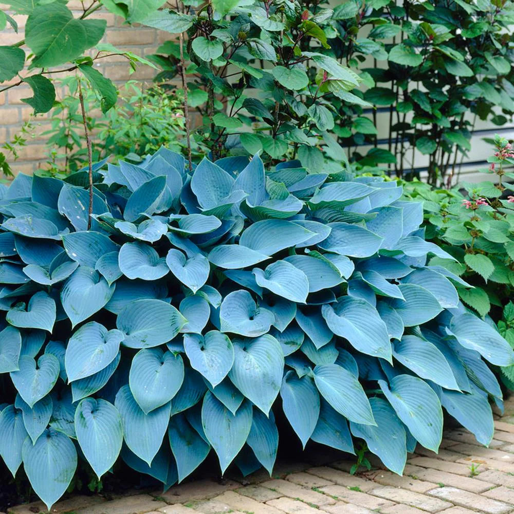 Blue Hosta ornamental seeds suitable for woodland gardens and containers.