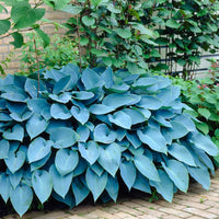 Blue Hosta ornamental seeds suitable for woodland gardens and containers.