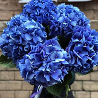 Blue Hydrangea Seeds for Lush Planting