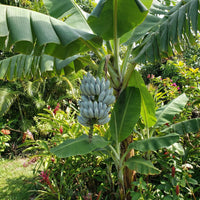 Blue Java Banana fruit seeds for planting in home gardens