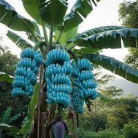 Young Blue Java Banana plant growing outdoors