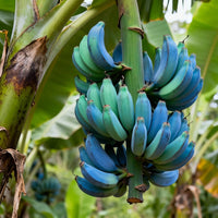 Young Blue Java Banana plant growing outdoors