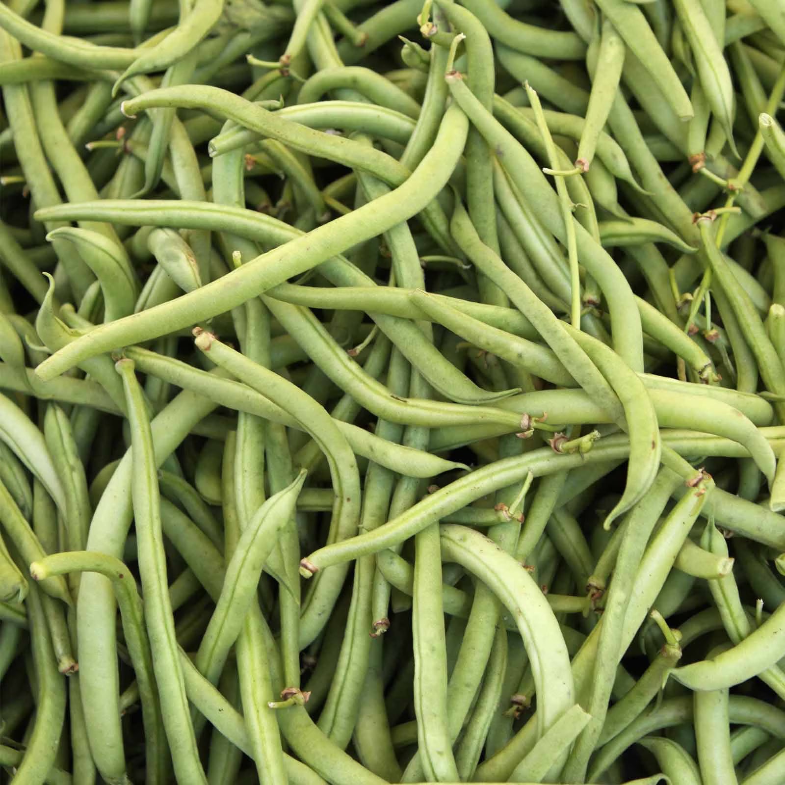 Fresh Blue Lake Bush Bean pods growing on compact plants.