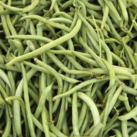 Fresh Blue Lake Bush Bean pods growing on compact plants.