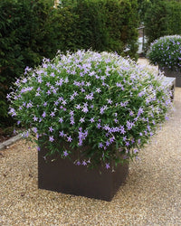 Blue Laurentia Axillaris seeds for borders and garden beds

