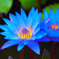 Blue Lotus aquatic flower seeds suitable for decorative water features.