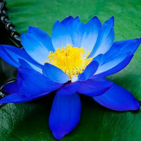 Blue Lotus seeds for planting in ponds and water gardens.