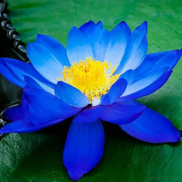 Blue Lotus seeds for planting in ponds and water gardens.
