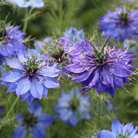 Blue Love-in-a-Mist flower seeds for garden planting