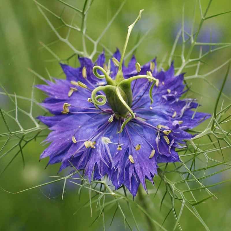 Blue Love-in-a-Mist Nigella flowers in bloom