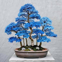 Blue maple dwarf tree seeds prepared for planting in a home garden.
